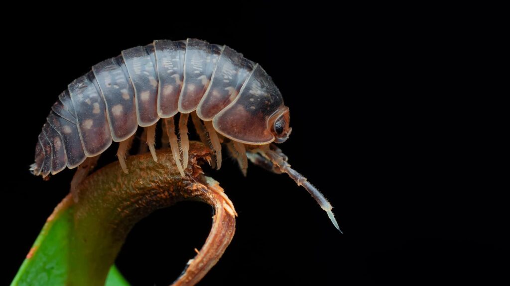 The Fascinating World of the Roly Poly Bug
